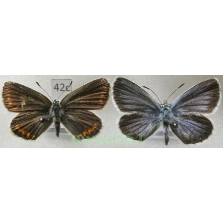 Plebejus argus (Linnaeus, 1758) pair Poland42c